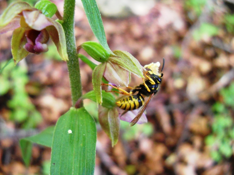 Vespula inpollinatore da identificare